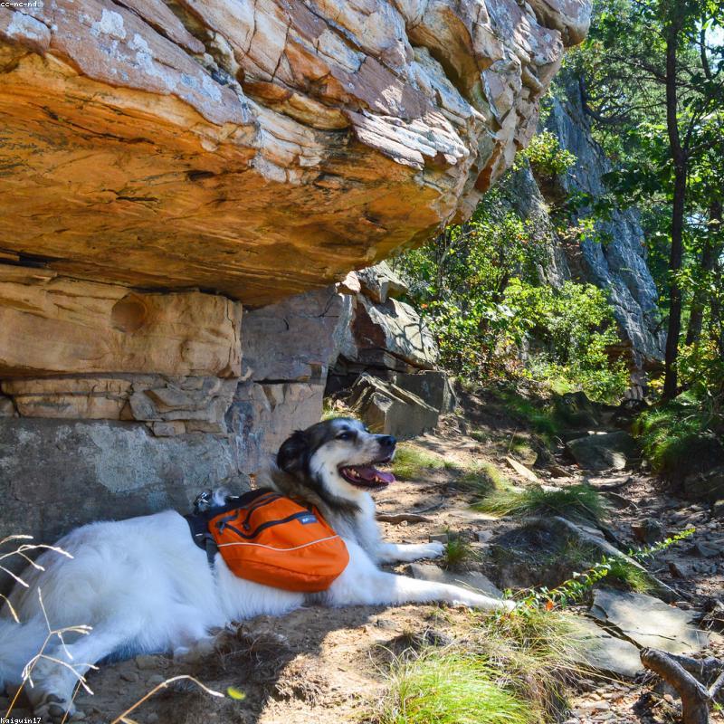 Turistický Batoh pro Psy — Ergonomický s Hrudním Nosičem
