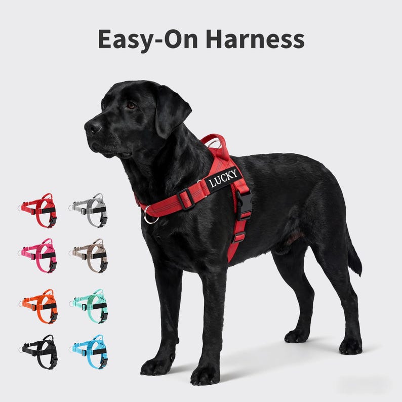 Dog Harness, Dog Collar Alternative, Custom Personalized Dog Harness with Name and Phone Number, Gif