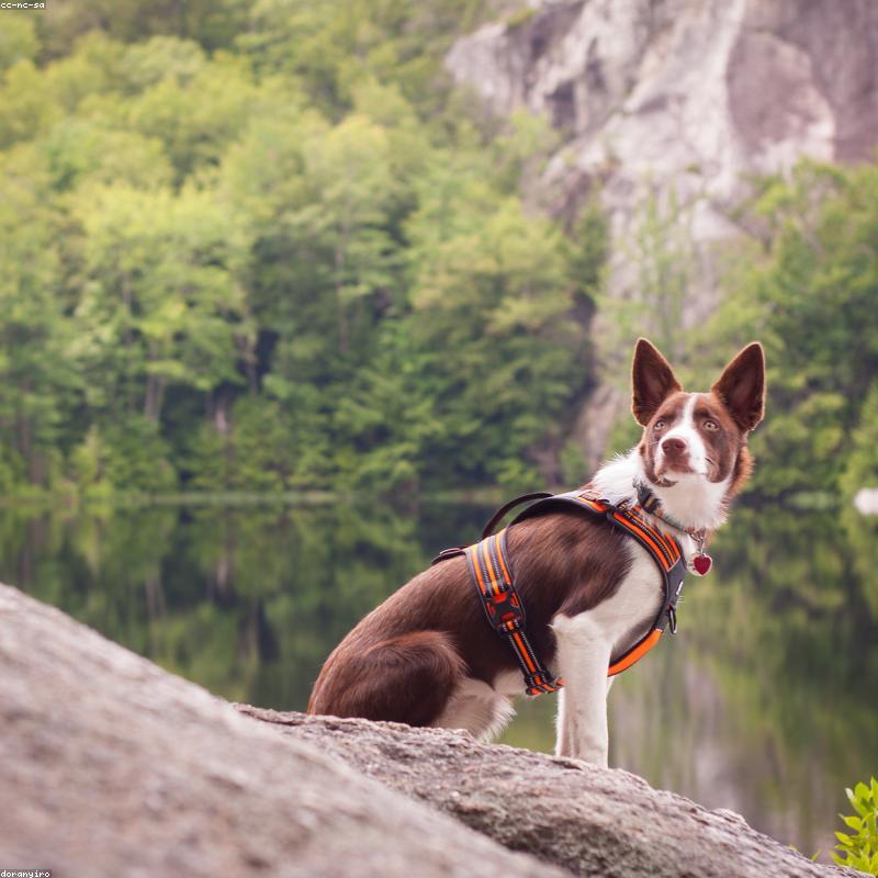 Taktický Outdoorový Postroj pro Psy — Vojenský Styl